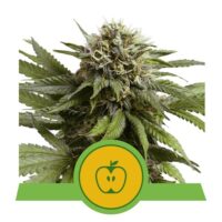 RQ - Apple Fritter Auto