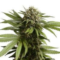 RQ - Apple Fritter Auto – Bild 3