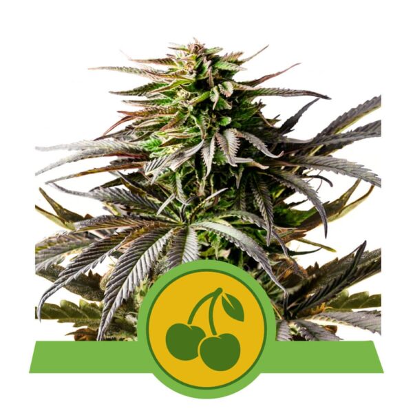 RQ - Cherry Pie Auto