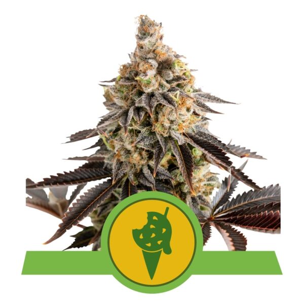 RQ - Cookies Gelato Auto