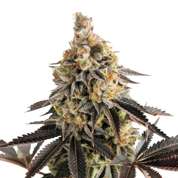 RQ - Cookies Gelato Auto – Bild 3