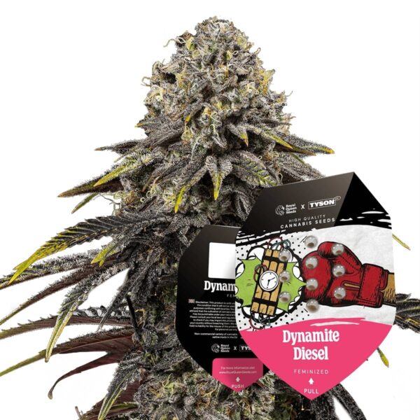 RQ - Dynamite Diesel Feminized