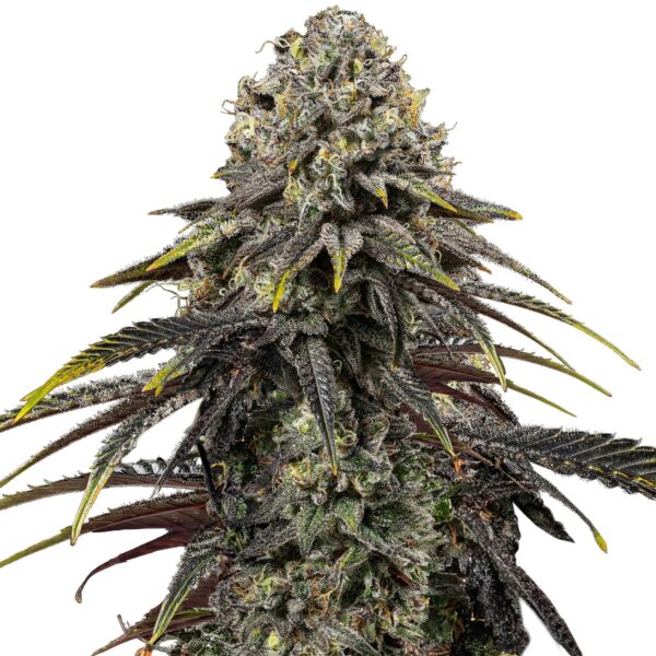 RQ - Dynamite Diesel Feminized – Bild 2