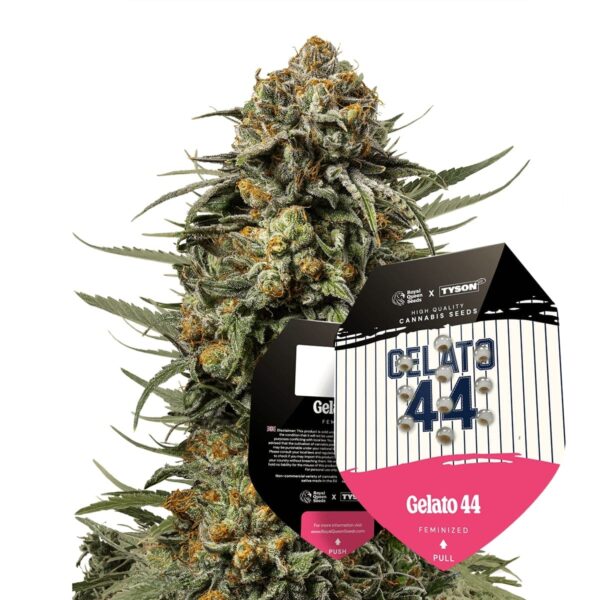 RQ - Gelato 44 Feminized