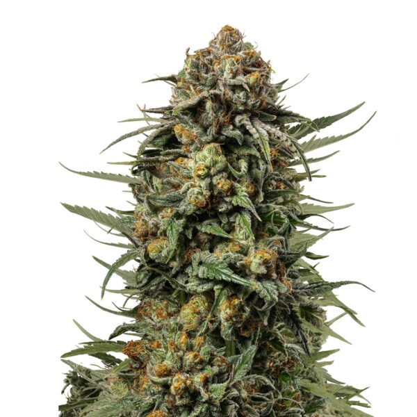 RQ - Gelato 44 Feminized – Bild 2