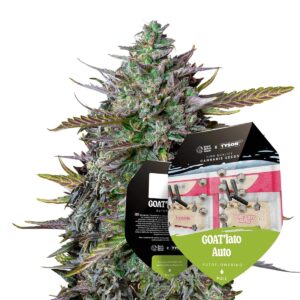 RQ - GOAT´lato Auto