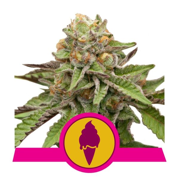 RQ - Green Gelato Feminized