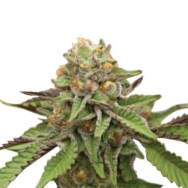 RQ - Green Gelato Feminized – Bild 3
