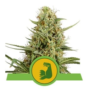 RQ - Hulkberry Auto