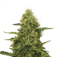 RQ - Northern Light Feminized – Bild 3