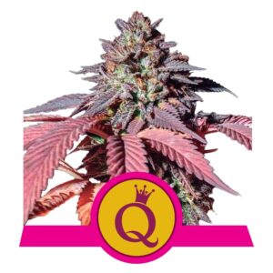 RQ - Purple Queen Feminized