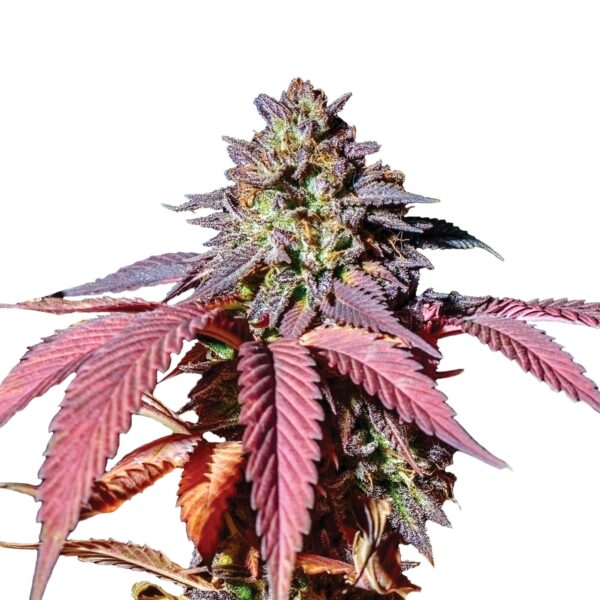 RQ - Purple Queen Feminized – Bild 3
