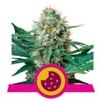 RQ - Royal Cookies Feminized