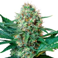 RQ - Royal Cookies Feminized – Bild 3