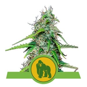 RQ - Royal Gorilla Auto