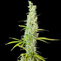Ganja - Afghan Auto