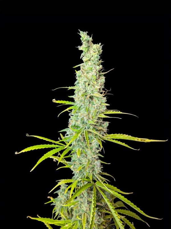 Ganja - Afghan Auto