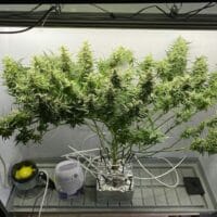 Ganja - Afghan Auto – Bild 2