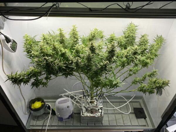 Ganja - Afghan Auto – Bild 2