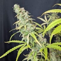 Ganja - Afghan Auto – Bild 3