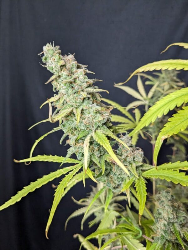 Ganja - Afghan Auto – Bild 3