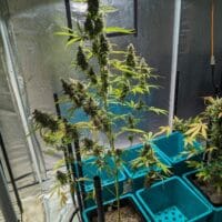 Ganja - Afghan Auto – Bild 4
