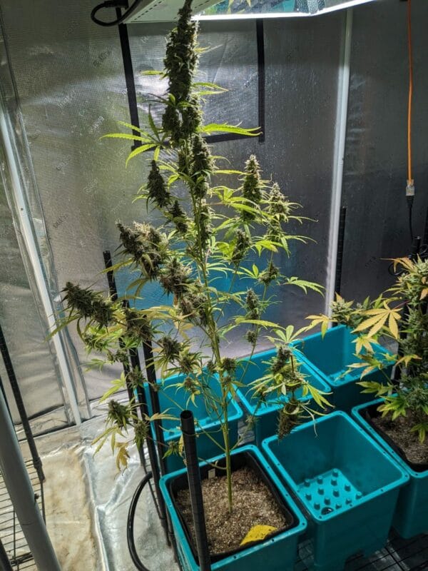 Ganja - Afghan Auto – Bild 4