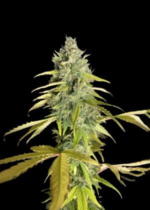 Ganja - AK 2.0 Fast Flowering