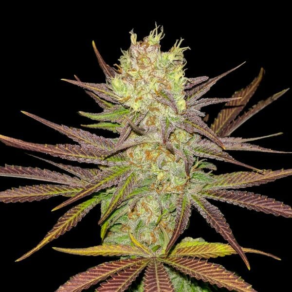 Ganja - AK 2.0 Femin.