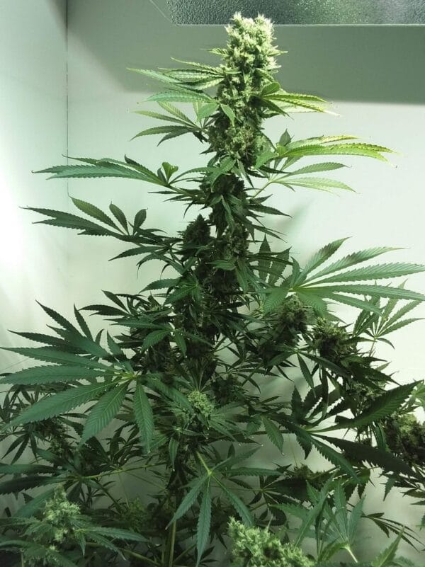 Ganja - AK 2.0 Femin. – Bild 2