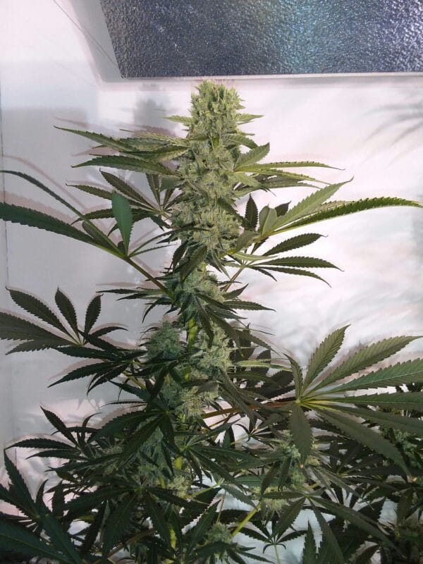 Ganja - AK 2.0 Femin. – Bild 3