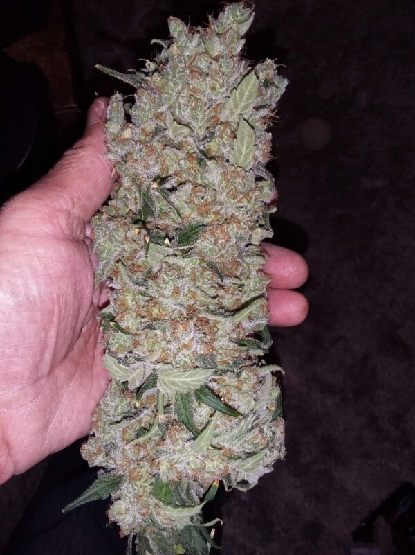 Ganja - AK 2.0 Femin. – Bild 4