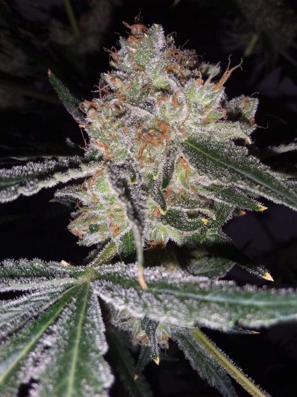 Ganja - AK 2.0 Femin. – Bild 5