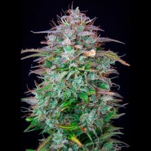 Ganja - AK 2.0 XL AUTO