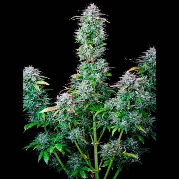 Ganja - AK 2.0 XL AUTO – Bild 8