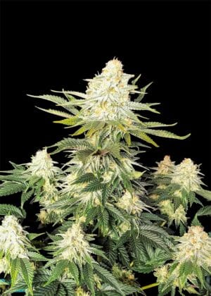 Ganja - Amnesia Femin.