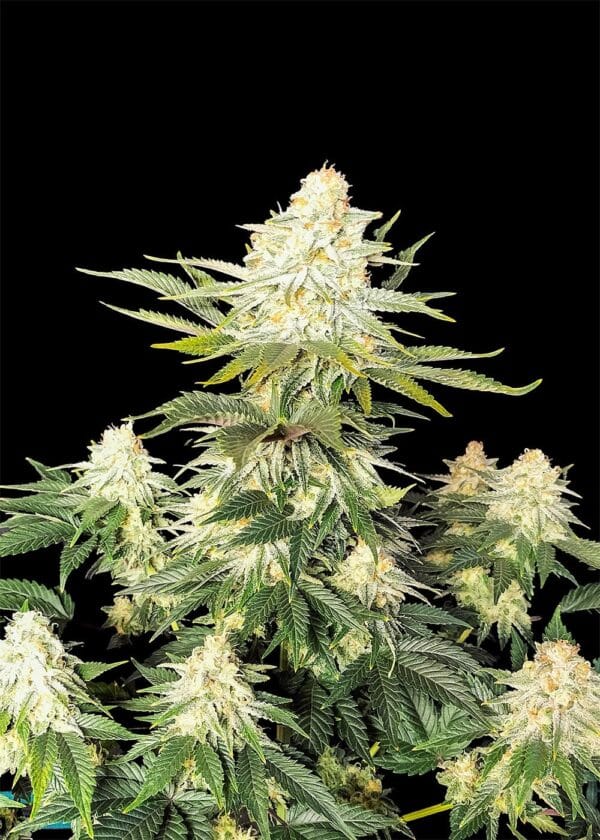 Ganja - Amnesia Femin.