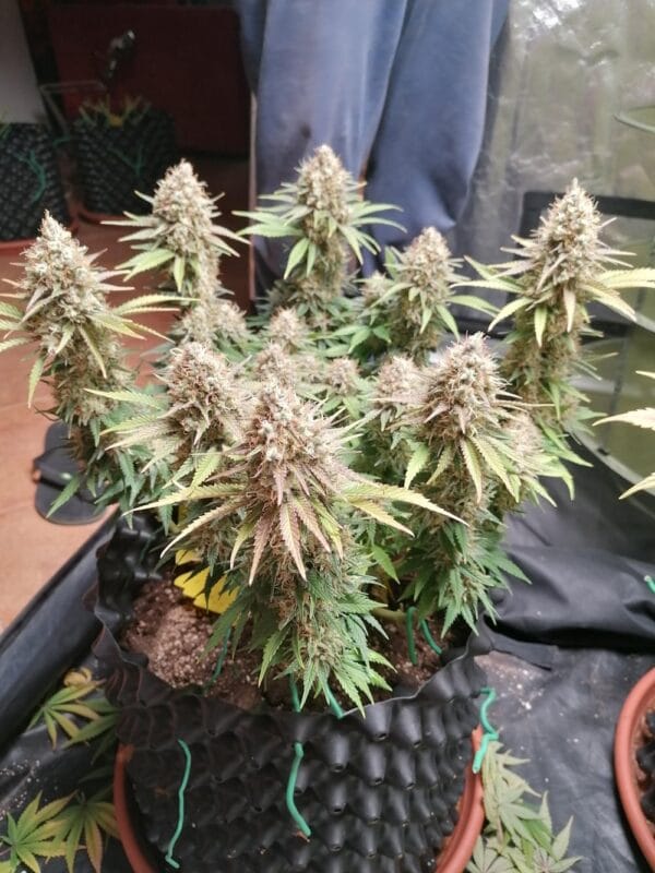 Ganja - Amnesia Femin. – Bild 5