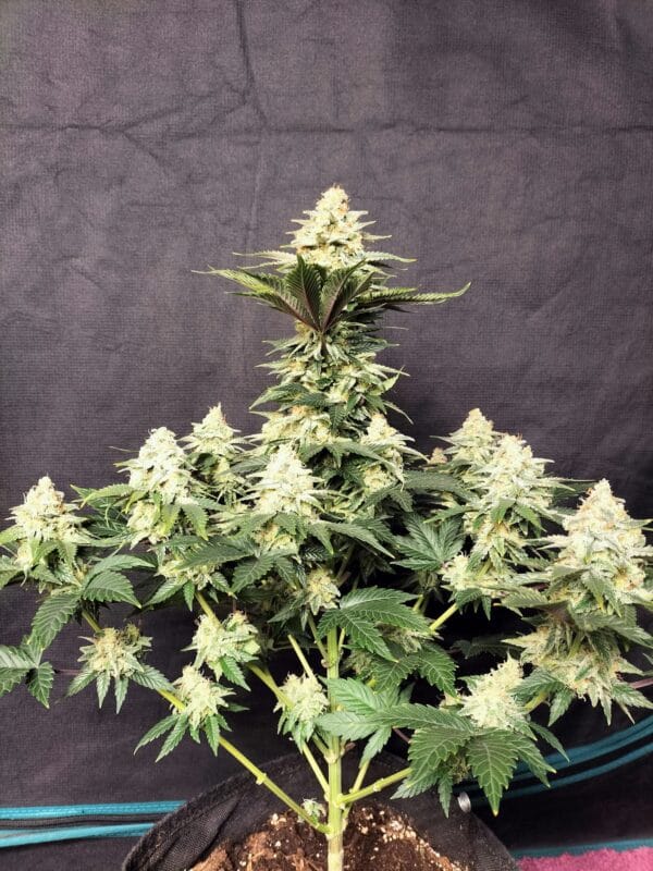 Ganja - Amnesia Femin. – Bild 6