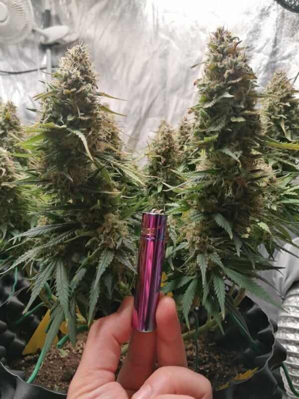 Ganja - Amnesia Femin. – Bild 7