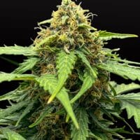 Ganja - Amnesia Haze Auto