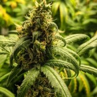 Ganja - Amnesia Haze Auto – Bild 2