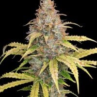 Ganja - Amnesia XL Auto