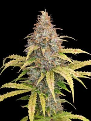 Ganja - Amnesia XL Auto