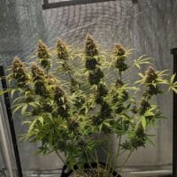 Ganja - Amnesia XL Auto – Bild 2