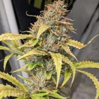 Ganja - Amnesia XL Auto – Bild 3