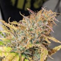Ganja - Amnesia XL Auto – Bild 4