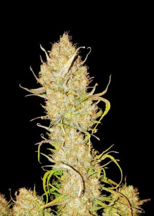 Ganja - Apricot Gorilla Auto