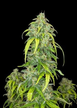 Ganja - Big Jack Auto
