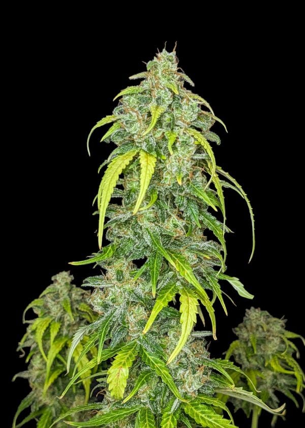 Ganja - Big Jack Auto
